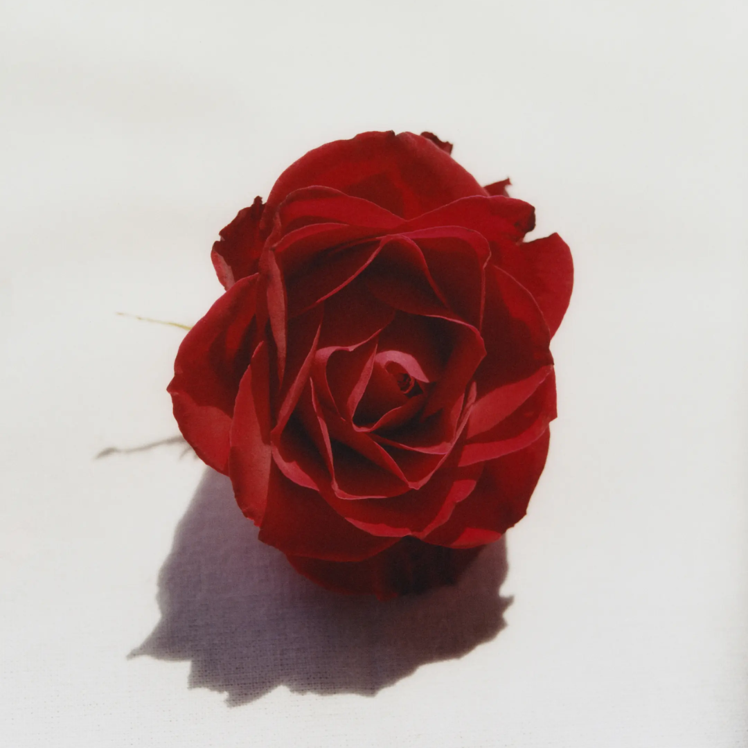 Rose Cleansing Oil