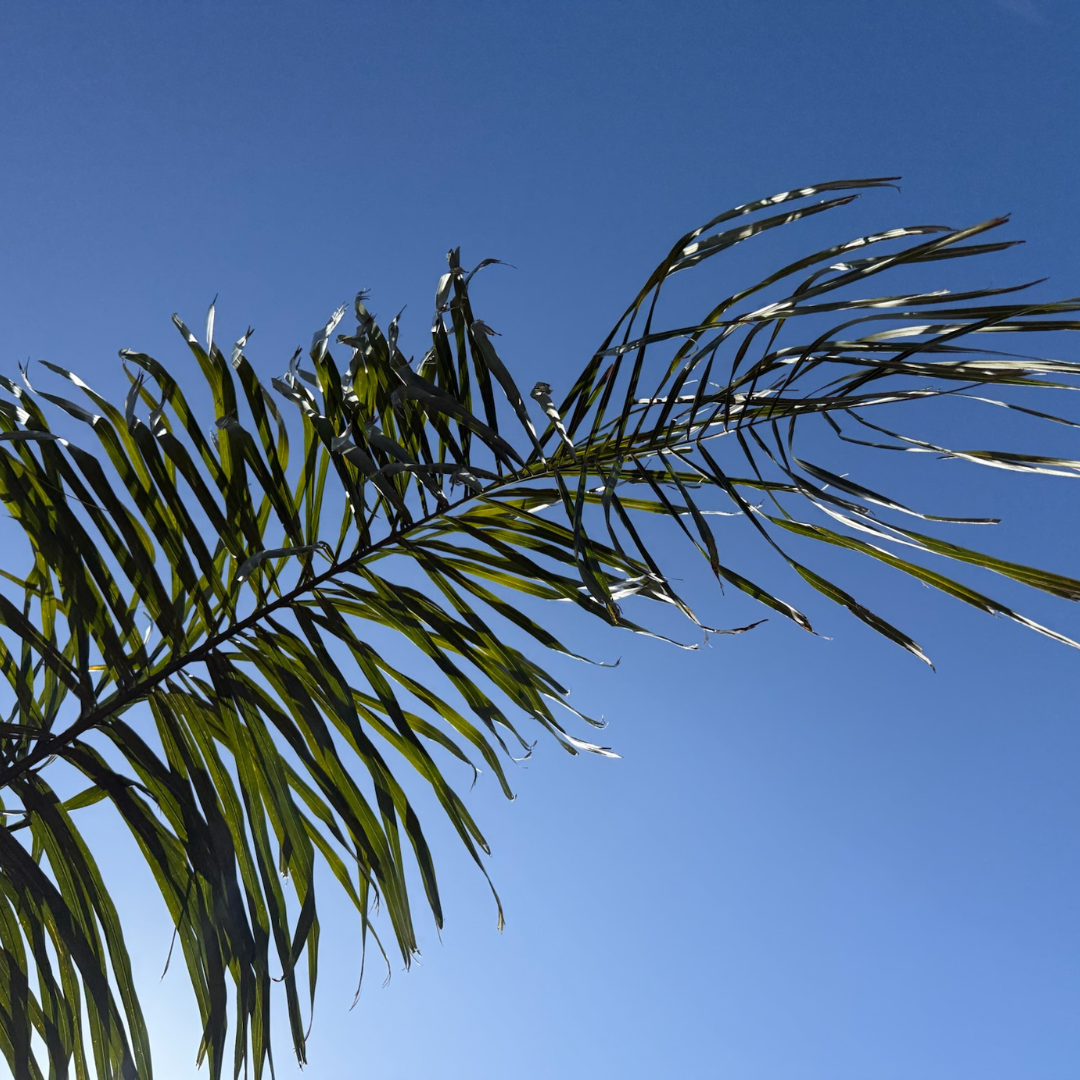 'Tramuntana' Home Fragrance - PREVENTA
